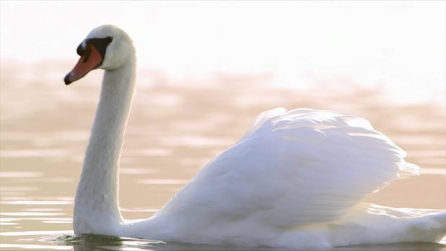 Cover image for Tamara Rojo's Swan Lake