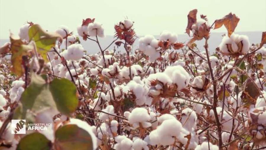 Cover image for Ethiopia Cotton Farming; Kibret Abebe