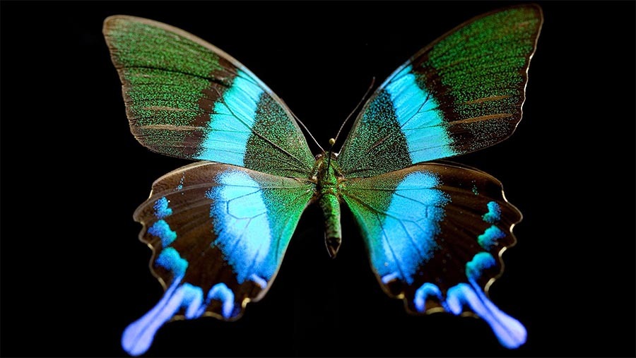 Cover image for Nova: Butterfly Blueprints