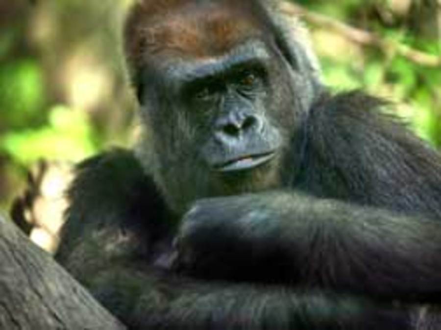 Cover image for Living with Gorillas