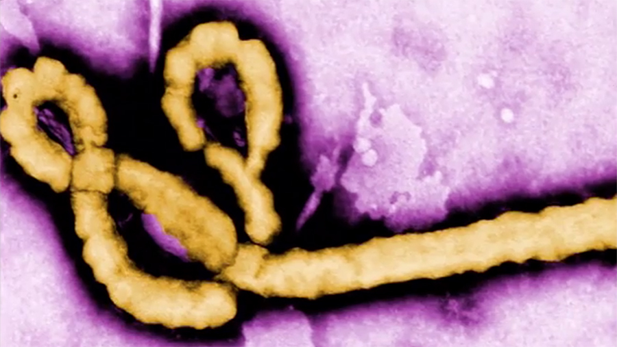 Cover image for Why Do Viruses Kill?