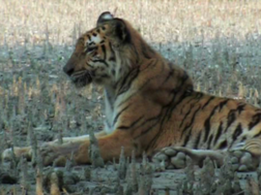 Cover image for Biodiversity Under Threat: The Sundarbans and the Bengal Tiger
