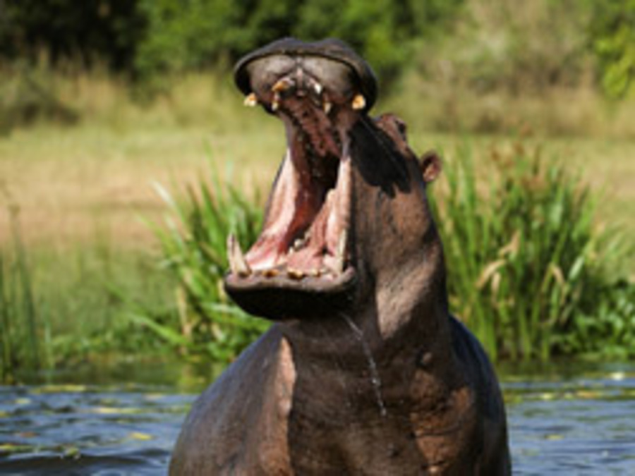 Cover image for Hippos: Dangerous Encounters