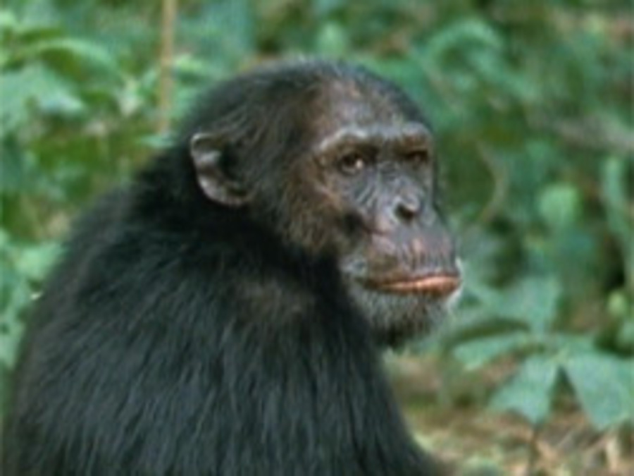 Cover image for Among the Wild Chimpanzees