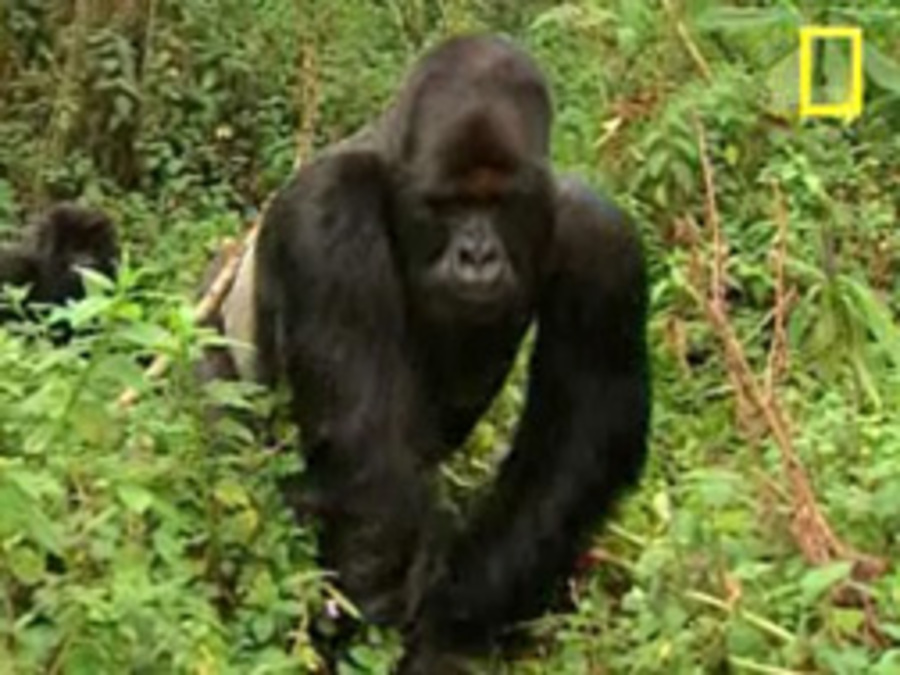 Cover image for Gorillas on the Edge
